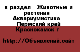  в раздел : Животные и растения » Аквариумистика . Пермский край,Краснокамск г.